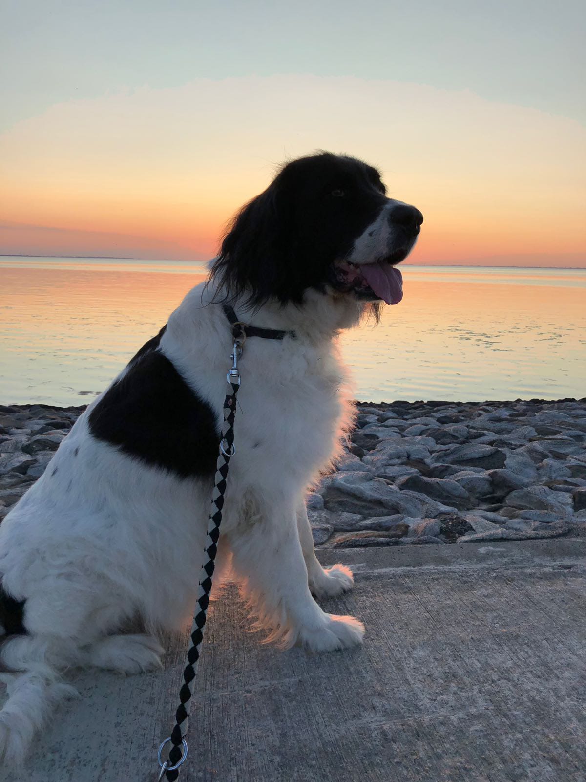 Enrica von des Baches Rauschen