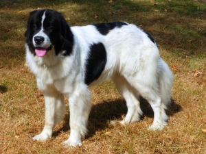 Papagena von Avalon