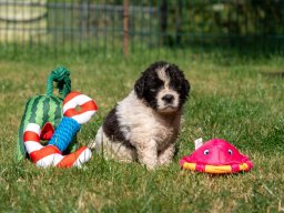 S-Wurf